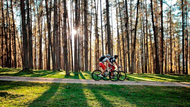 Zwei Mountainbiker fahren auf einem Waldweg durch einen lichten Lärchenwald im Abendlicht.